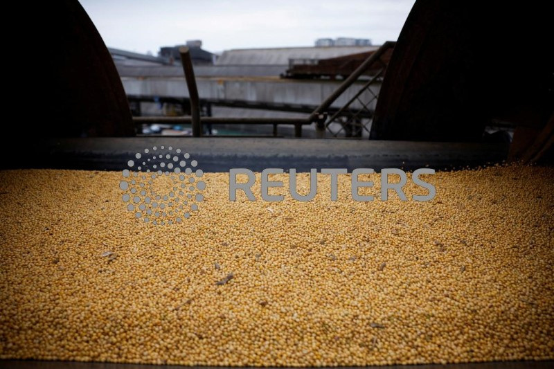 &copy; Reuters. FILE PHOTO: Soybeans are moved through a conveyor belt as they are loaded onto a ship in CLI terminal at Santos port, in Santos, Brazil, March 14, 2024. REUTERS/Amanda Perobelli/File Photo