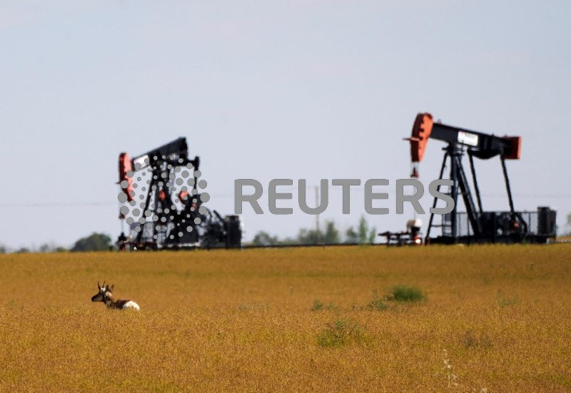 &copy; Reuters. An antelope and oil pumpjacks are pictured in a farmer’s field near Kindersley, Saskatchewan, Canada September 5, 2024.  REUTERS/Todd Korol