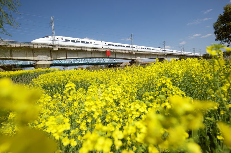 &copy; Reuters. Trem de alta velocidade na China passa perto de plantação de canolan22/03/2019nREUTERS