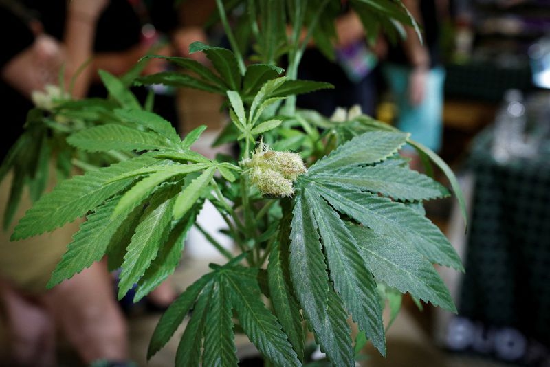 © Reuters. A fully budded marijuana plant is seen during the Cannadelic Miami expo, in Miami, Florida, U.S. February 5, 2022. REUTERS/Marco Bello/File Photo