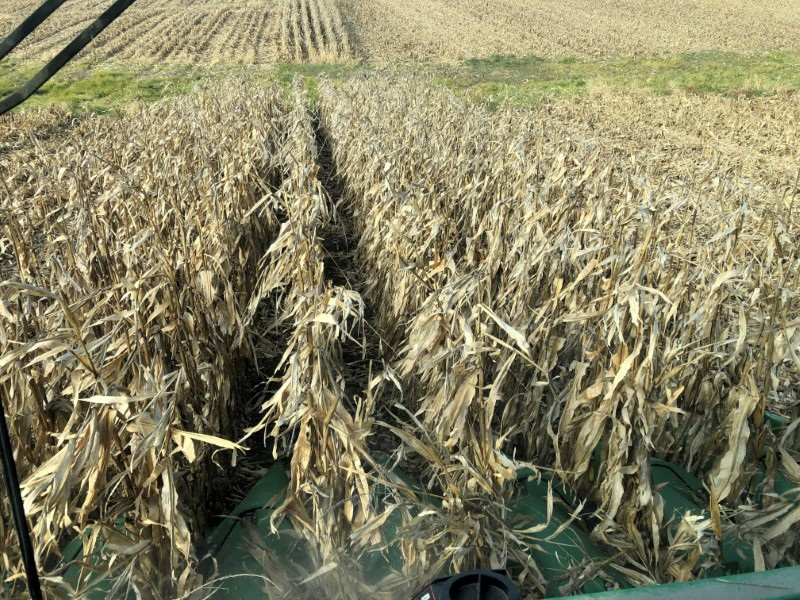 &copy; Reuters. FILE PHOTO: Corn crops are seen being harvested from inside a farmer's combine in Eldon, Iowa U.S. October 5, 2019. REUTERS/Kia Johnson//File Photo