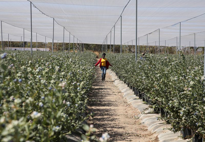 &copy; Reuters. A woman arrives to harvest blueberries at Talana farm in rural Chegutu district, Zimbabwe, September 2, 2024. REUTERS/Philimon Bulawayo