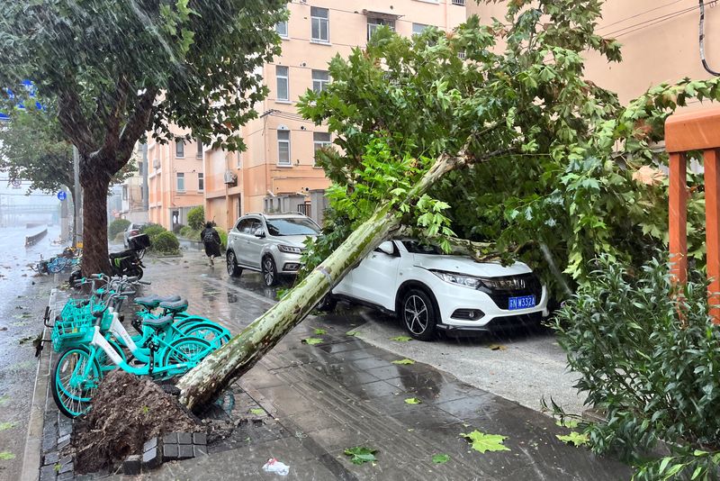 &copy; Reuters. A fallen tree is seen on the streets amid heavy rainfall, after Typhoon Bebinca made landfall in Shanghai, China September 16, 2024. REUTERS/Xihao Jiang