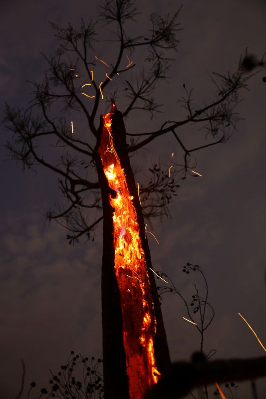 © Reuters. Uma árvore em chamas em área de incêndio florestal no Parque Nacional de Brasília
16/09/2024
REUTERS/Ueslei Marcelino