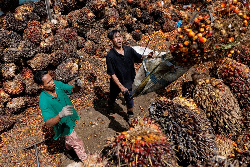 &copy; Reuters. File photo: Workers load palm oil fresh fruit bunches to be transported from the collector site to CPO factories in Pekanbaru, Riau province, Indonesia, April 27, 2022. REUTERS/Willy Kurniawan/File photo