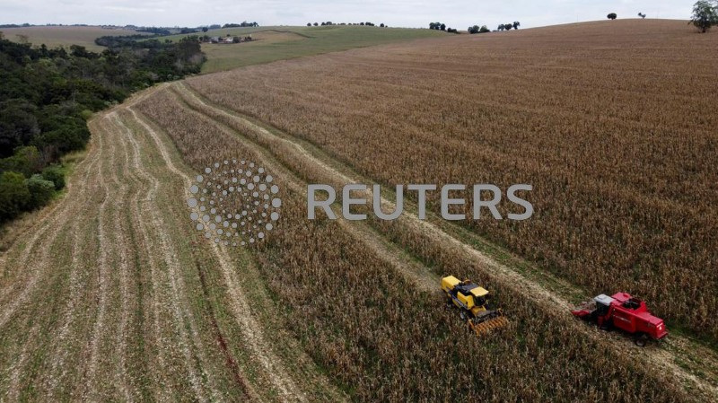 © Reuters. A farmer uses a machine to collect corn at a plantation in Maringa, Brazil, July 13, 2022. REUTERS/Rodolfo Buhrer