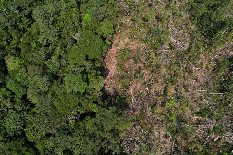 &copy; Reuters. FILE PHOTO: A drone view shows a deforested plot of Brazil's Amazon rainforest in the municipality of Humaita, Amazonas state, Brazil, August 7, 2024. REUTERS/Adriano Machado/File Photo