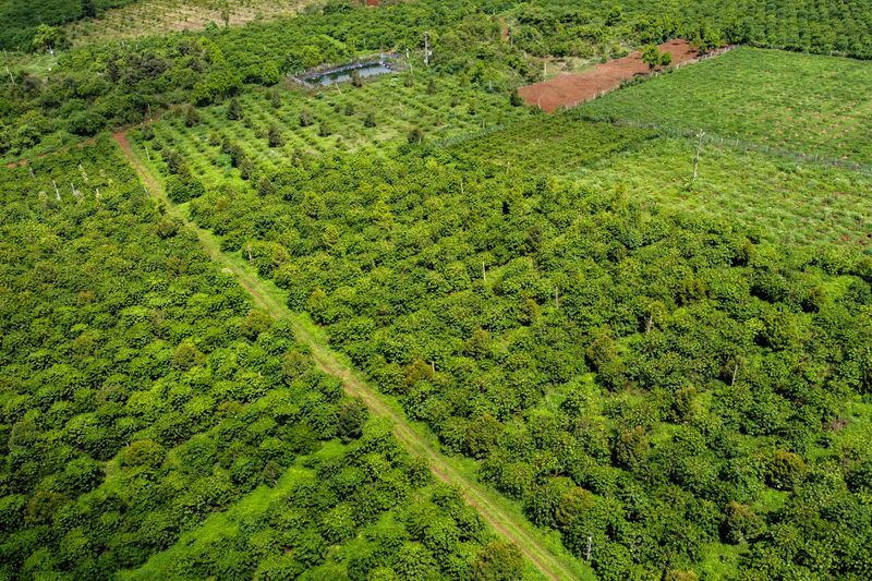 &copy; Reuters. Visão de drone de plantação de café no Vietnã