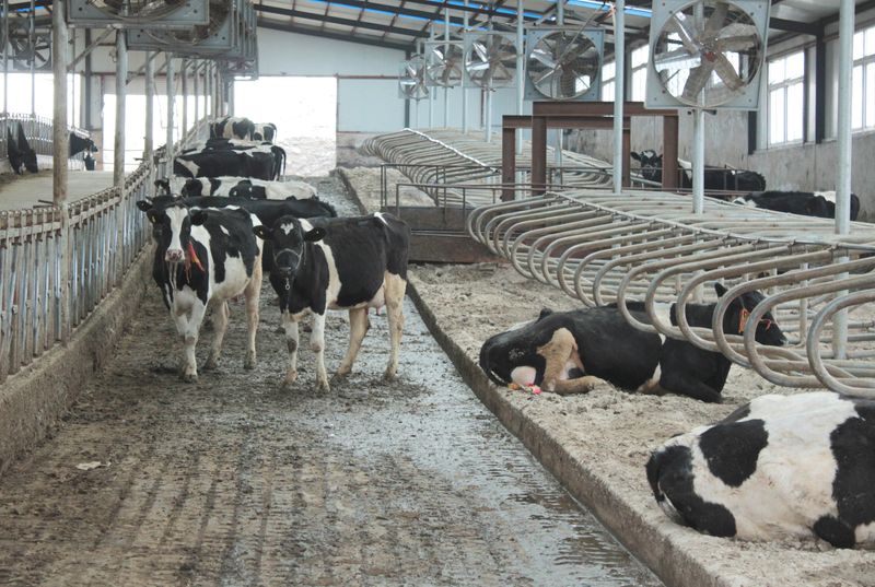 © Reuters. FILE PHOTO: Cows are seen at farm houses at an independent dairy farm in Shenyang, Liaoning province, China, March 30, 2017. REUTERS/Jake Spring/File Photo