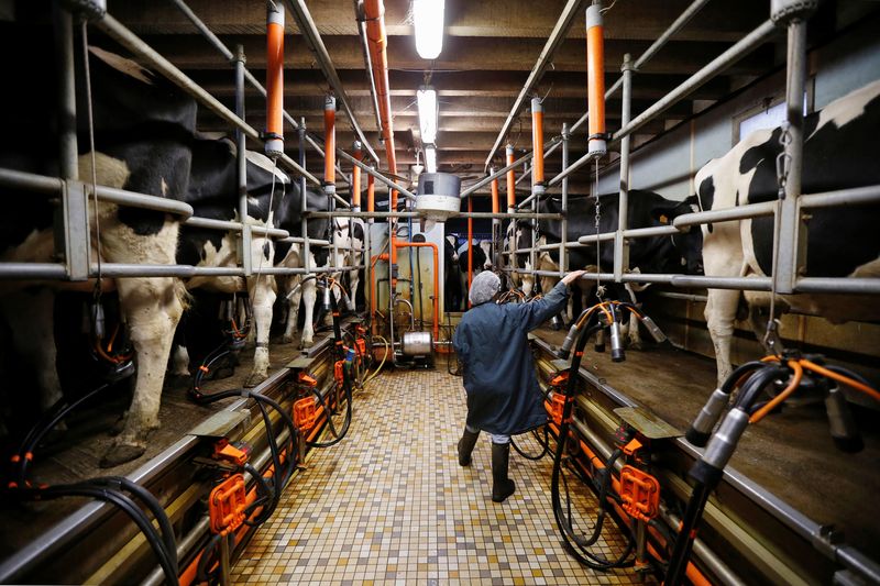 © Reuters. FILE PHOTO: A French dairy farmer milks cows at a farm in La Planche, near Nantes, France January 21, 2015. REUTERS/Stephane Mahe/File Photo