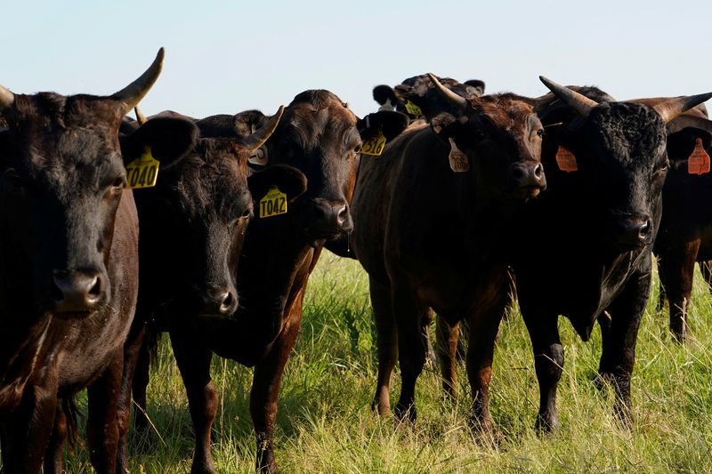 © Reuters. FILE PHOTO: Wagyu cattle stand in a pasture at Grasslands Wagyu ranch near Blanchard, Oklahoma, U.S. July 11, 2024.  REUTERS/Nick Oxford/File Photo