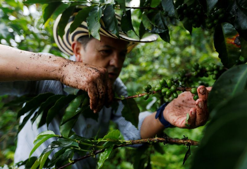 &copy; Reuters. Produtor de café na Colômbian11/03/2019nREUTERS/Luisa Gonzalez