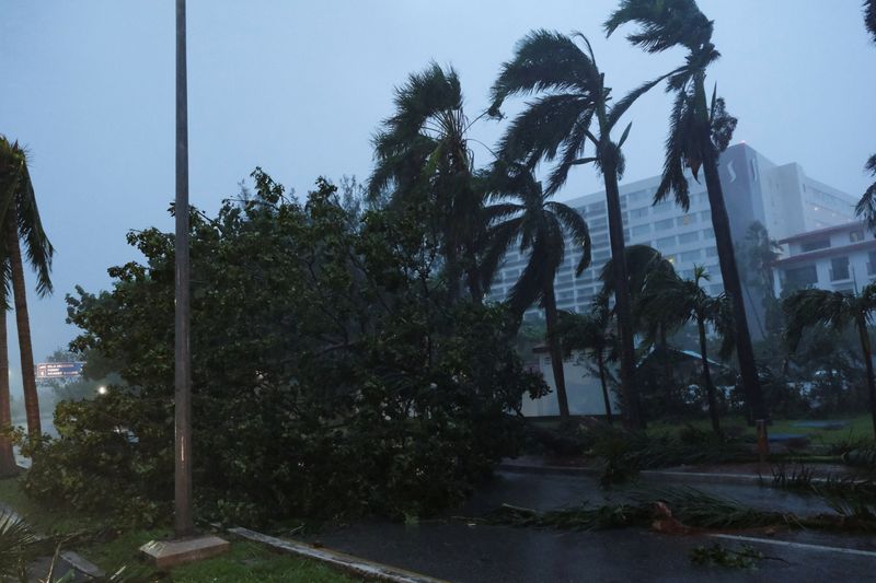 © Reuters. Palm trees sway as a tree was toppled by heavy winds and rain caused by Tropical Storm Helene in Cancun, Mexico, September 25, 2024. REUTERS/Paola Chiomante