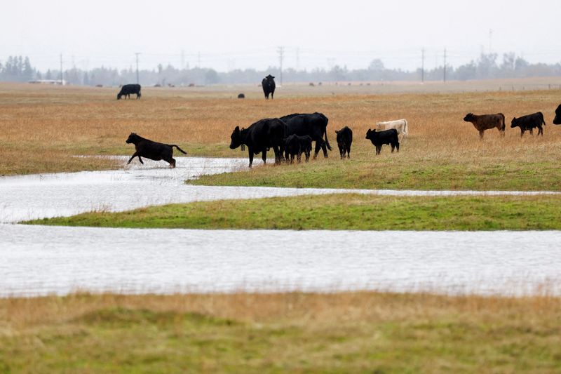 © Reuters. FILE PHOTO: A herd of cows cross a flooded pasture in Sacramento County following multiple winter storms in Sacramento, California, U.S. January 9, 2023. REUTERS/Fred Greaves/File Photo