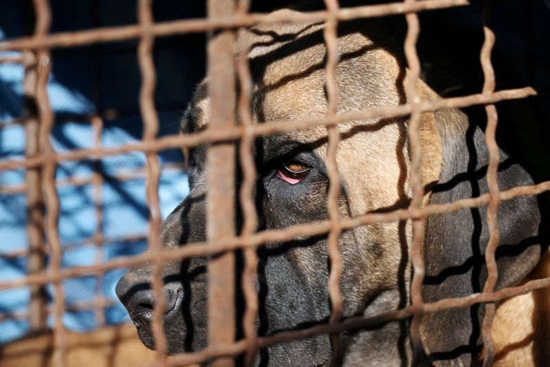 &copy; Reuters. FILE PHOTO: A dog in a cage is pictured during a protest to demand the government to scrap plans to pass a bill to enforce a ban on eating dog meat, in front of the Presidential Office in Seoul, South Korea, November 30, 2023. REUTERS/Kim Hong-Ji/File Pho