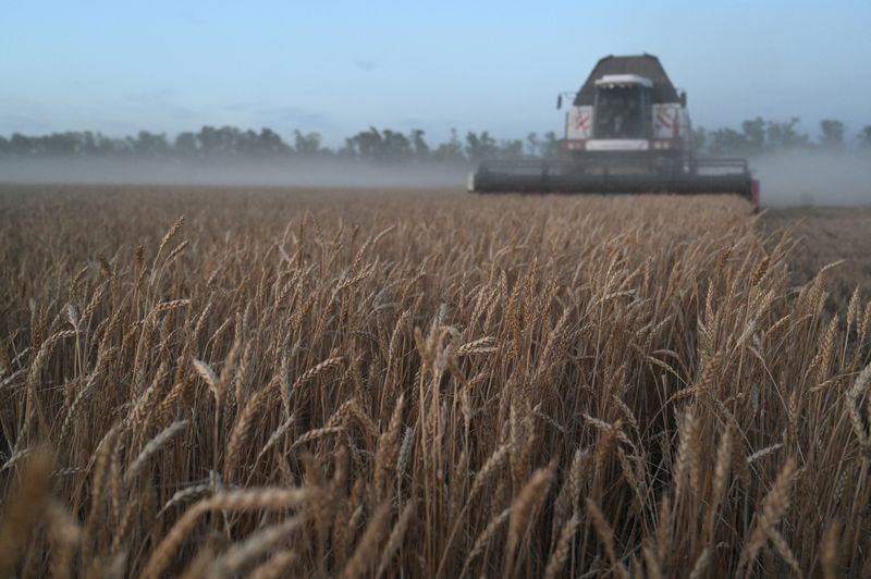 &copy; Reuters. FILE PHOTO: A combine harvests wheat in a field in the Rostov Region, Russia July 10, 2024.  REUTERS/Sergey Pivovarov/File photo