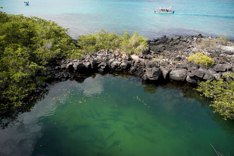 &copy; Reuters. FILE PHOTO: Blacktip sharks swim off Santa Cruz Island, part of the Galapagos Islands, Ecuador.   Picture taken January 16, 2022. REUTERS/Santiago Arcos/File Photo