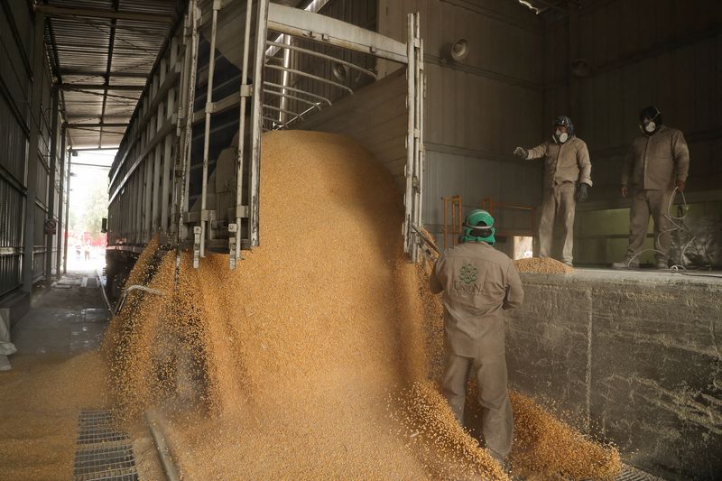 &copy; Reuters. FILE PHOTO: Workers unload a truck with GMO yellow corn imported from the U.S. at a cattle feed plant in Tepexpan, Mexico March 15, 2023. REUTERS/Raquel Cunha/File Photo