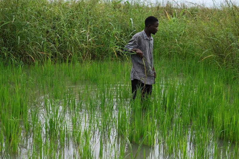 &copy; Reuters. Lavoura de arrozn19/09/2024nREUTERS/Marvellous Durowaiye