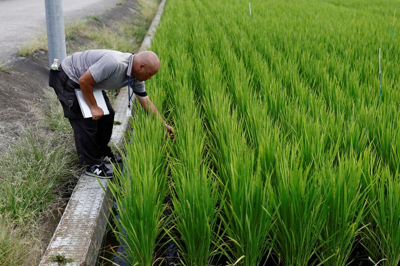 &copy; Reuters. Lavoura de arrozn7/08/2024nREUTERS/Willy Kurniawan