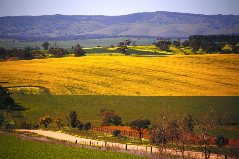 © Reuters. FILE PHOTO: FILE PHOTO: A paddock containing a crop of canola ican be seen near a dirt road located on the outskirts of the town of Mallala, north of Adelaide, South Australia, August 22, 2018. Picture taken August 22, 2018. REUTERS/David Gray/File Photo