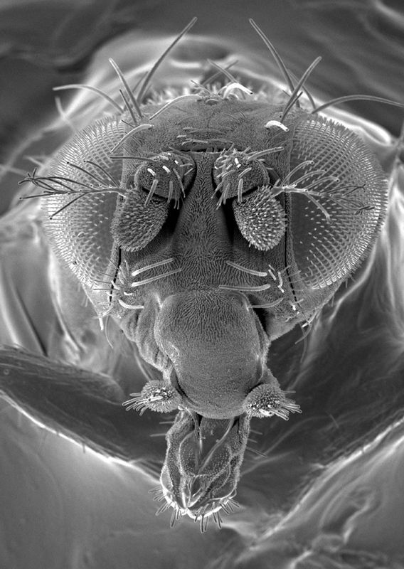 © Reuters. FILE PHOTO: A handout microscopic image of a fruit fly released August 11, 2006. REUTERS/CSIRO/Handout/File Photo