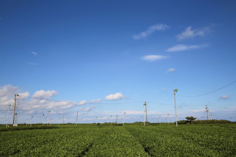 &copy; Reuters. FILE PHOTO: Fans turn in a tea field in Makinohara, the birthplace of Bank of Japan Governor Kazuo Ueda, in Shizuoka Prefecture, Japan August 20, 2024. REUTERS/Sakura Murakami