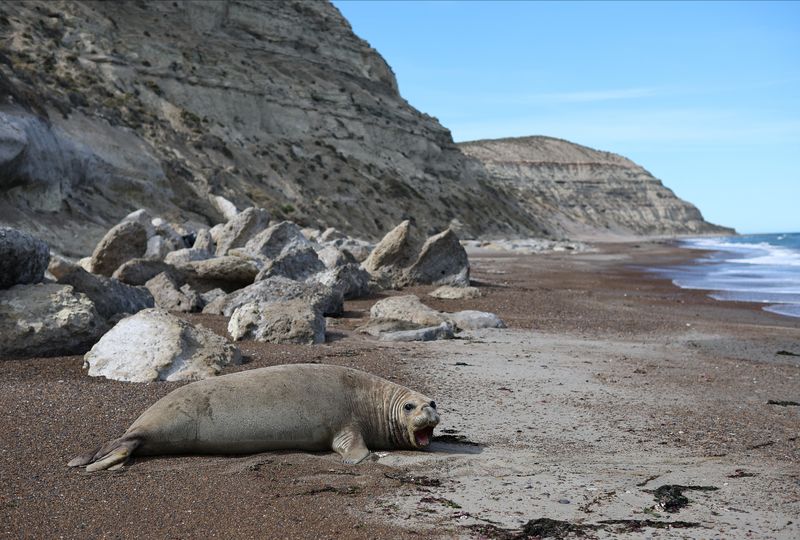 © Reuters. An elephant seal takes a sunbath on a beach, in Pico Sayago, in the Patagonian province of Chubut, Argentina September 26, 2024. REUTERS/Agustin Marcarian