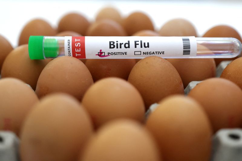 &copy; Reuters. FILE PHOTO: A test tube labelled "Bird Flu" and eggs are seen in this picture illustration, January 14, 2023. REUTERS/Dado Ruvic/Illustration/File Photo