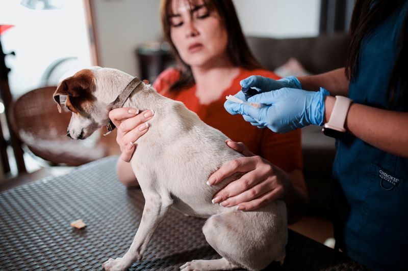 &copy; Reuters. A veterinarian prepares a dog before it receives a vaccine for neutering dogs in Santiago, Chile October 3, 2024. REUTERS/Vanessa Rubilar