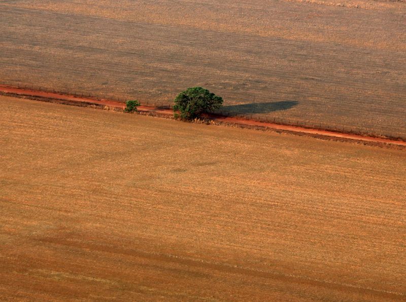 &copy; Reuters. Árvore solitária é vista em terra preparada para o plantio de soja, em foto aérea no Estado do Mato Grosson04/10/2015nREUTERS/Paulo Whitaker