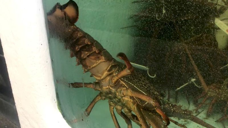 &copy; Reuters. FILE PHOTO: A lobster is seen at a fish market in Sydney, Australia in this still image taken from video on January 21, 2021. REUTERS/Jill Gralow/File Photo