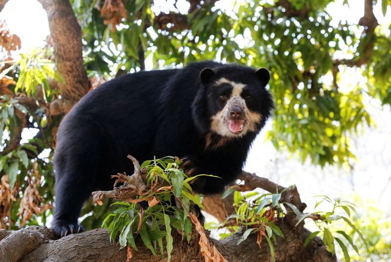 &copy; Reuters. Cholita, uma ursa-de-óculos, caminha sobre uma árvore na floresta seca da Reserva Natural de Chaparri, na região de Lambayeque, no norte do Perun19/10/2024nREUTERS/Mariana Bazo