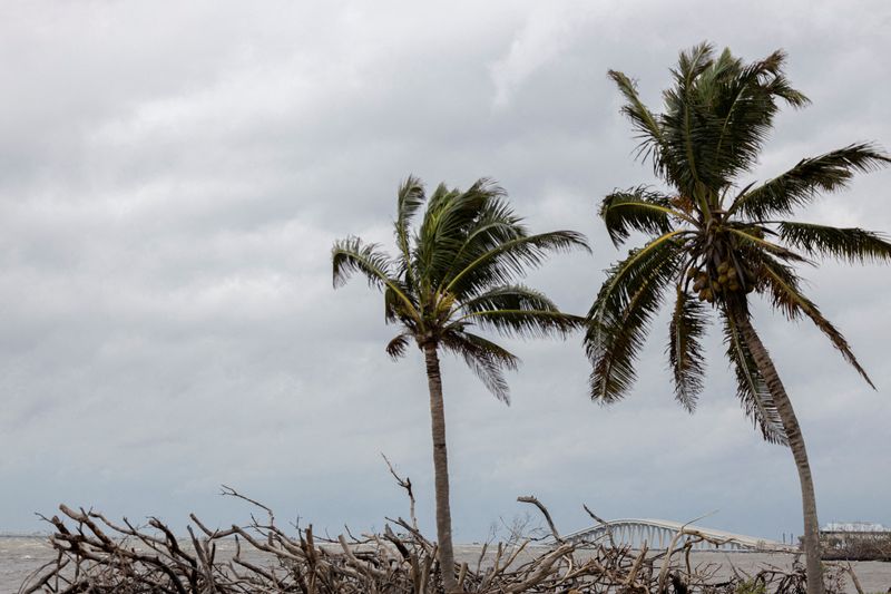 &copy; Reuters. FILE PHOTO: Wind blows over palm trees near the Sanibel Island bridge as Hurricane Milton approaches Fort Myers, Florida, U.S. October 9, 2024. REUTERS/Ricardo Arduengo/File Photo