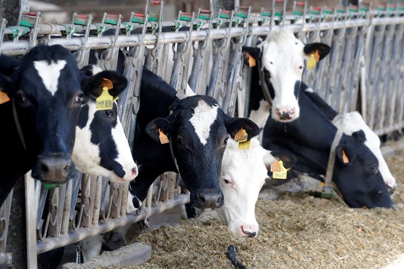 &copy; Reuters. Vacas se alimentam em fazenda de laticínios em Lizines, na Françan12/02/2020 REUTERS/Charles Platiau