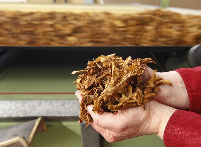 © Reuters. A employee holds tobacco leaves during cigarettes manufacturing process in the British American Tobacco Cigarette Factory (BAT) in Bayreuth, southern Germany, April 30, 2014. REUTERS/Michaela Rehle/File Photo