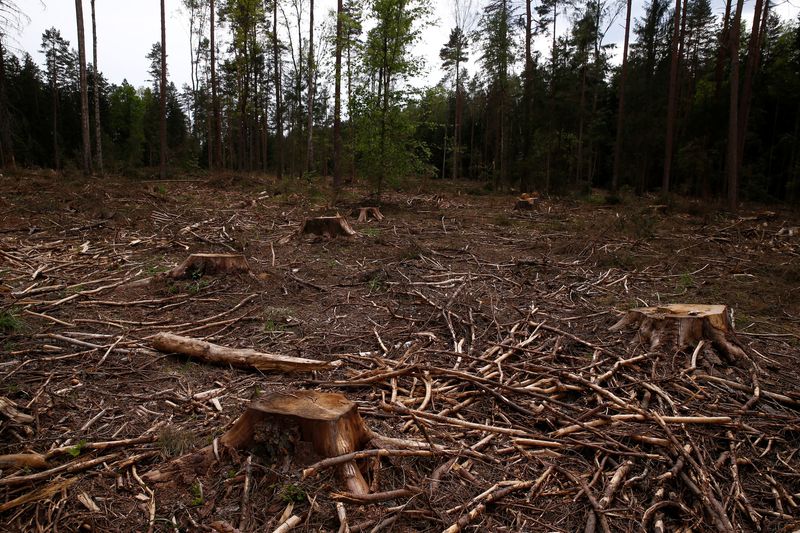 &copy; Reuters. Área desmatada perto de uma das últimas florestas primitivas da Europa, as florestas de Bialowieza, na Polônian24/05/2017nREUTERS/Kacper Pempel