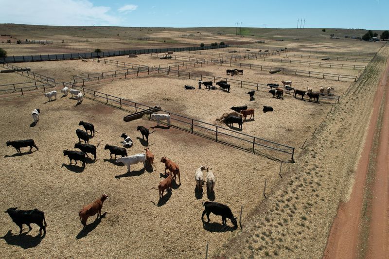 © Reuters. A drone view shows cattle in their holding yards at Monbeef abattoir in Cooma, Australia, October 10, 2024. REUTERS/Peter Hobson/File Photo