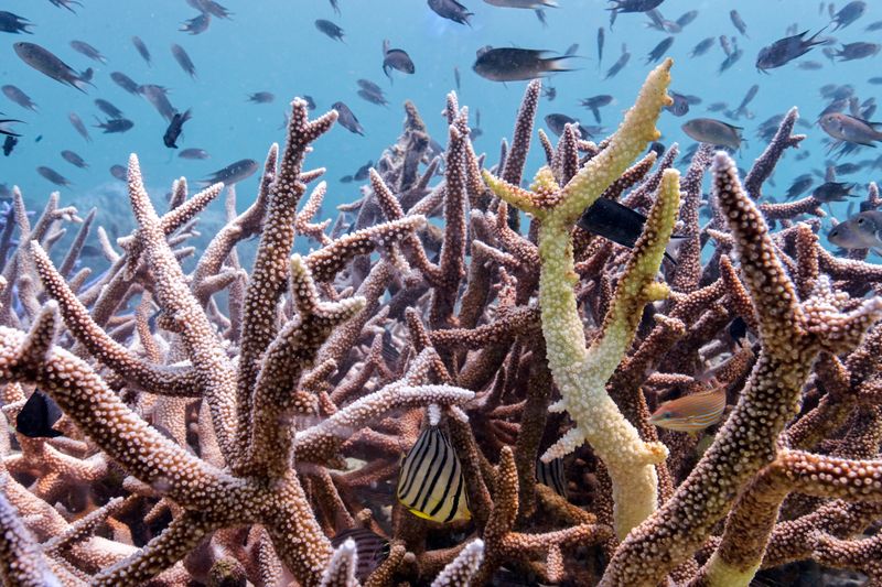 &copy; Reuters. FILE PHOTO: Bleached corals are seen in a reef in Koh Mak, Trat province, Thailand, May 8, 2024. This year so far the country's weather recorded the highest temperature at 44.2 degrees Celsius affecting the seawater temperature as well. REUTERS/Napat Wess