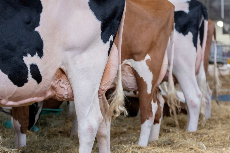 &copy; Reuters. FILE PHOTO: Cows are shown by exhibitors at the state fair in West Allis, Wisconsin, U.S., August 9, 2024. REUTERS/Jim Vondruska/File Photo