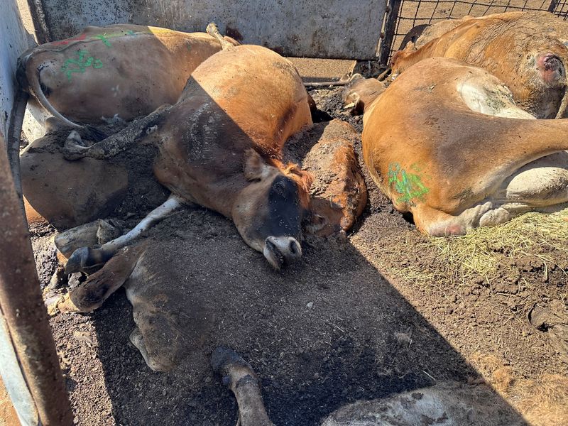 © Reuters. Cows that died after being infected with bird flu await pickup from delayed rendering trucks in Tulare County, California, U.S., October 8, 2024. Crystal Heath/Handout via Reuters