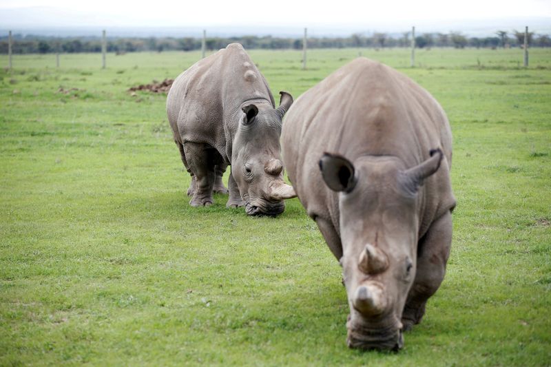 &copy; Reuters. FILE PHOTO: Najin (front) and her daughter Patu, the last two northern white rhino females, graze in their enclosure at the Ol Pejeta Conservancy in Laikipia National Park, Kenya March 20, 2018. REUTERS/Baz Ratner/File Photo