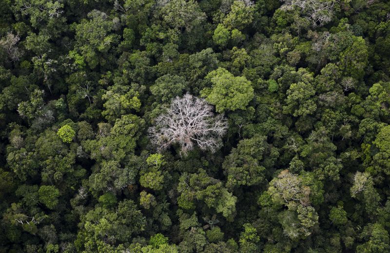 ©Reuters. FILE PHOTO: An aerial view shows the Amazon rainforest in the Bom Futuro National Forest near Rio Pardo in Porto Velho, Rondonia state, Brazil, September 3, 2015. REUTERS/Nacho Doce/File Photo