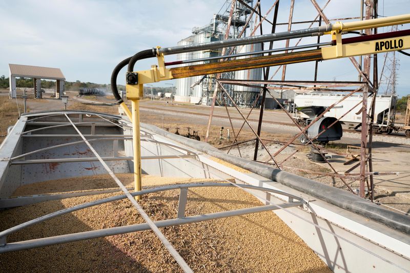 © Reuters. FILE PHOTO: A soybean delivery is sampled during harvest season at Deerfield AG Services grain elevator facility in Massillon, Ohio, U.S., October 7, 2021. Picture taken October 7, 2021. REUTERS/Dane Rhys/File Photo