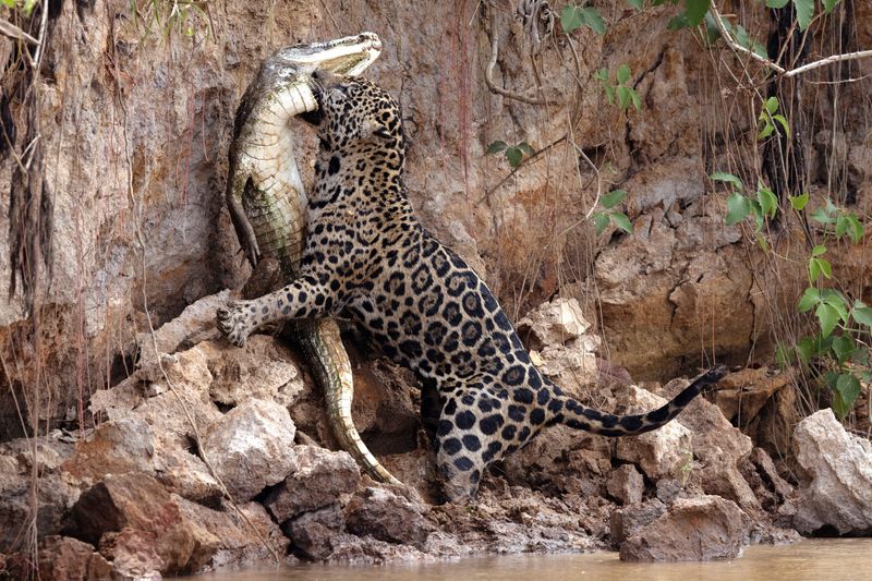 &copy; Reuters. A female jaguar named Ti, by the NGO Jaguar ID, bites an alligator at Encontro das Aguas State Park, in the Pantanal, the largest wetland in the world, in Pocone, Mato Grosso, Brazil, October 10, 2024. REUTERS/Sergio Moraes