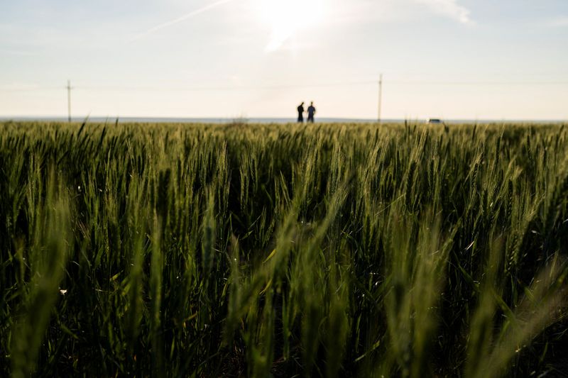 &copy; Reuters. FILE PHOTO: Crop scouts survey a wheat field near Colby, Kansas, U.S., May 15, 2024. REUTERS/Heather Schlitz/File Photo