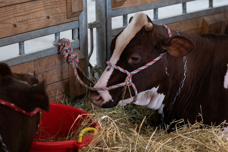 © Reuters. FILE PHOTO: Cows are shown by exhibitors at the state fair in West Allis, Wisconsin, U.S., August 9, 2024. REUTERS/Jim Vondruska/File Photo