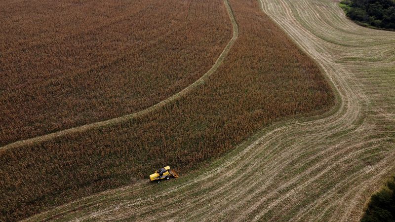 &copy; Reuters. Plantação de milhon13/07/2022nREUTERS/Rodolfo Buhrer