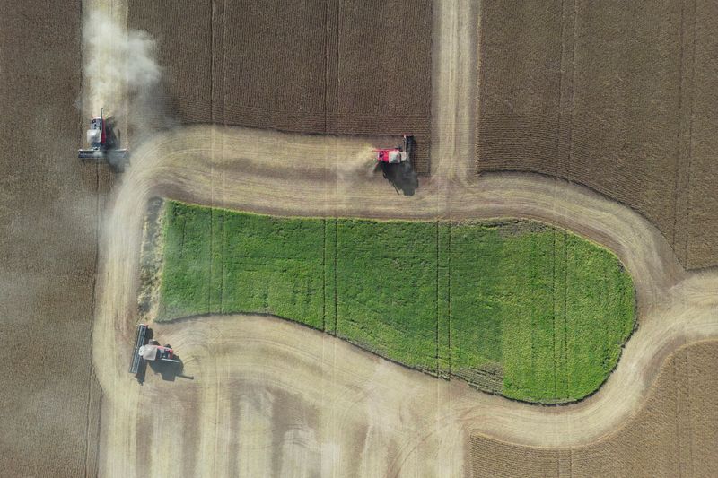 © Reuters. FILE PHOTO: Rural workers operate harvesters during a record soybean harvest season in Brazil's southernmost state on a farm in Nao Me Toque, state of Rio Grande do Sul, Brazil, April 3, 2024. REUTERS/Diego Vara/File Photo