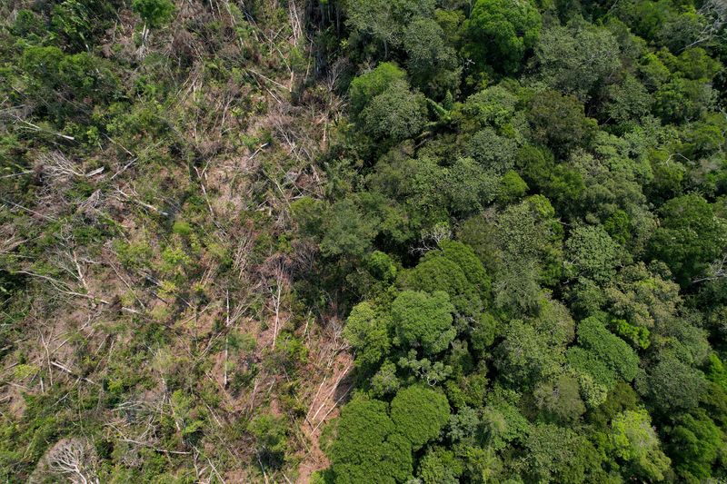 © Reuters. A drone view shows a deforested plot of Brazil's Amazon rainforest in the municipality of Humaita, Amazonas state, Brazil, August 7, 2024. REUTERS/Adriano Machado/File Photo